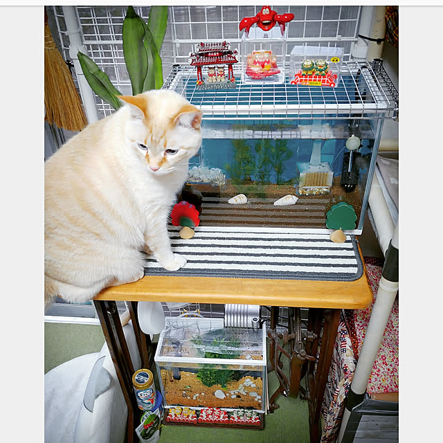 mntcさんの実例写真