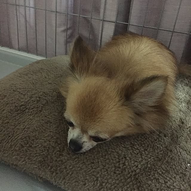 MAMIさんの実例写真