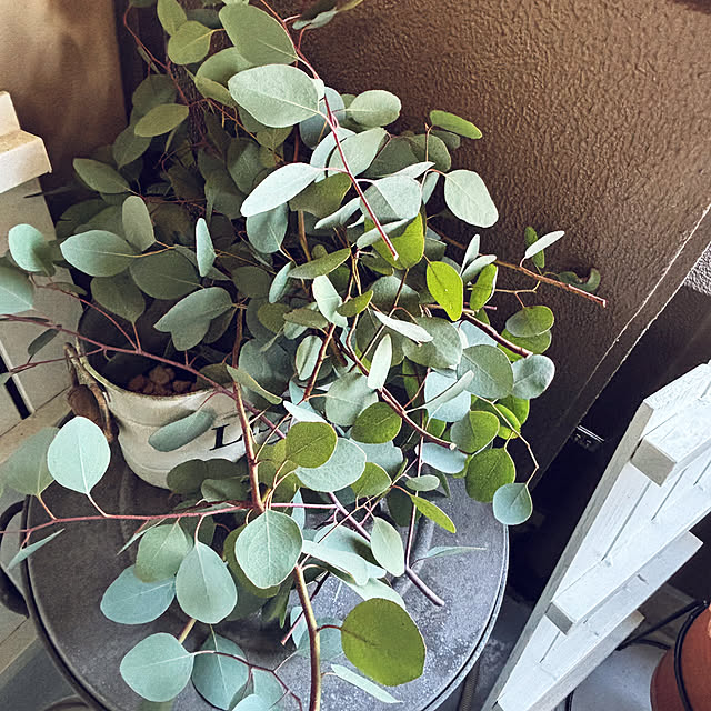 koshiregutyoさんの部屋