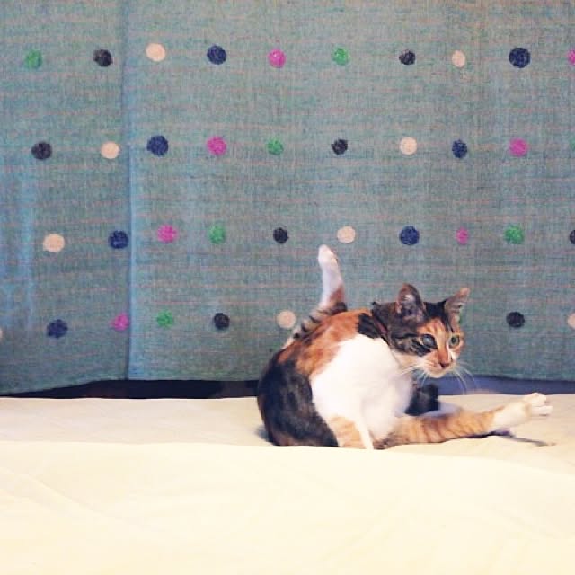 matatabi88さんの実例写真