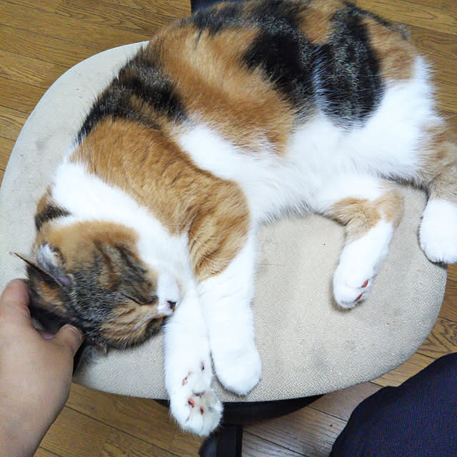 yukieさんの実例写真