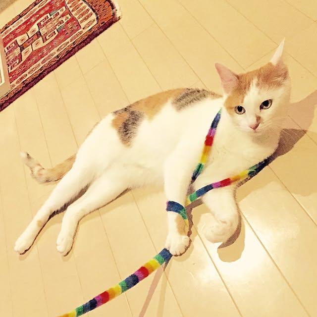 ziziguguさんの実例写真