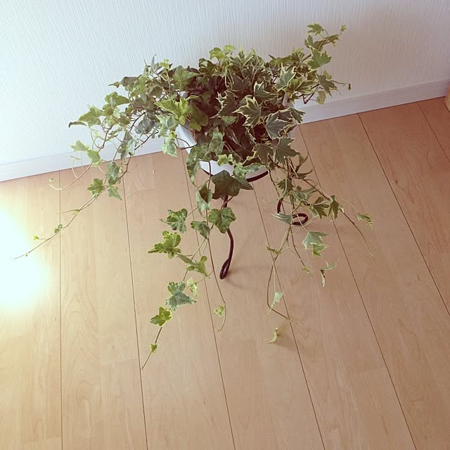 dicekbeetleさんの実例写真