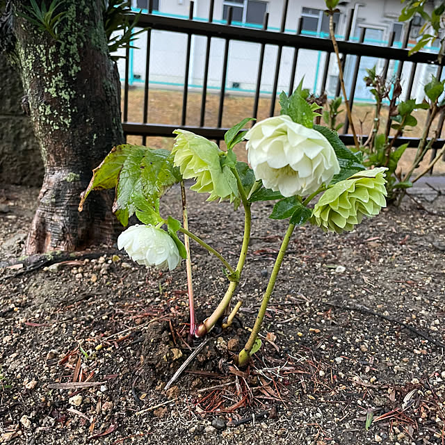 shin0719さんの実例写真