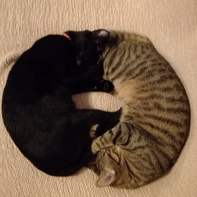 jjjiyasiさんの実例写真