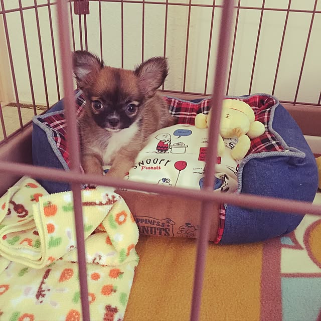 kokemomoさんの実例写真