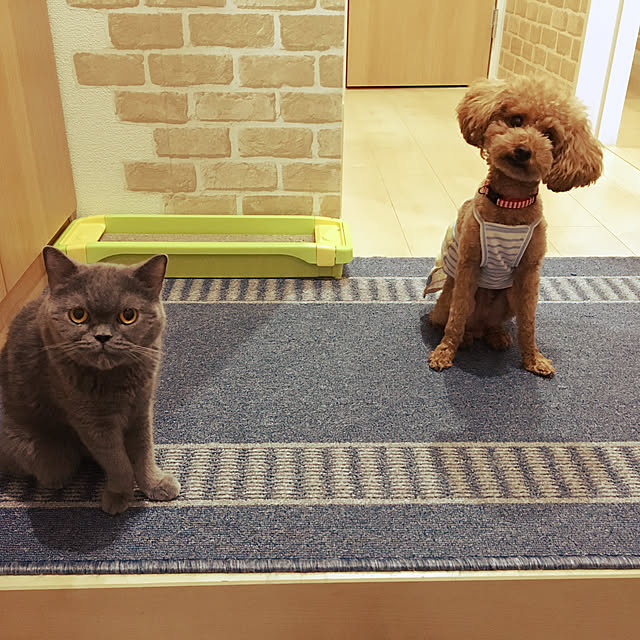 kazuさんの実例写真