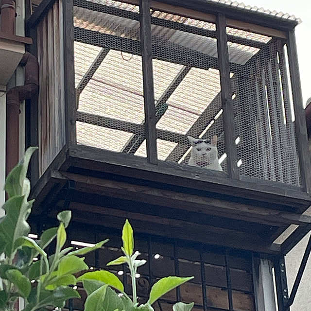 coolcats0528さんの実例写真