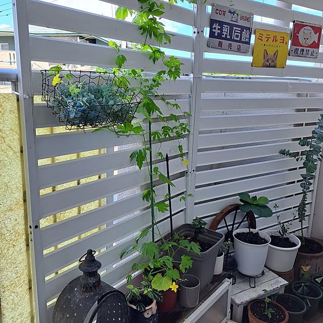 kankanmom_horn_5catsさんの部屋