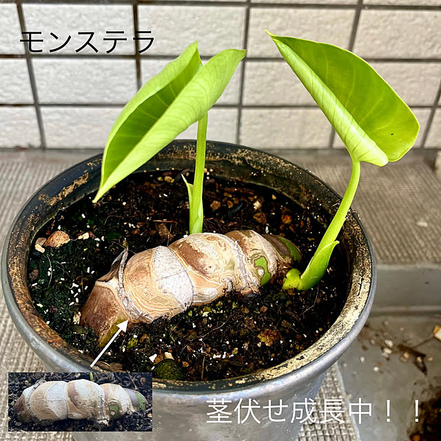 amさんの実例写真