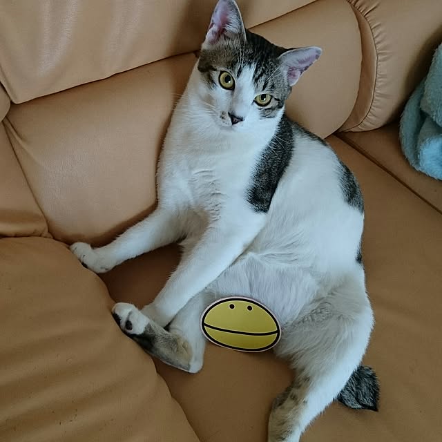 hina0131811さんの実例写真