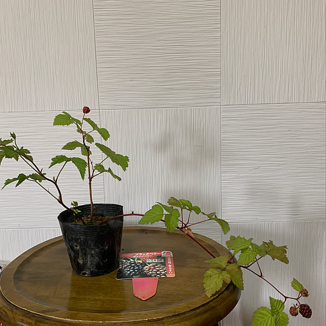 mizucchiさんの実例写真
