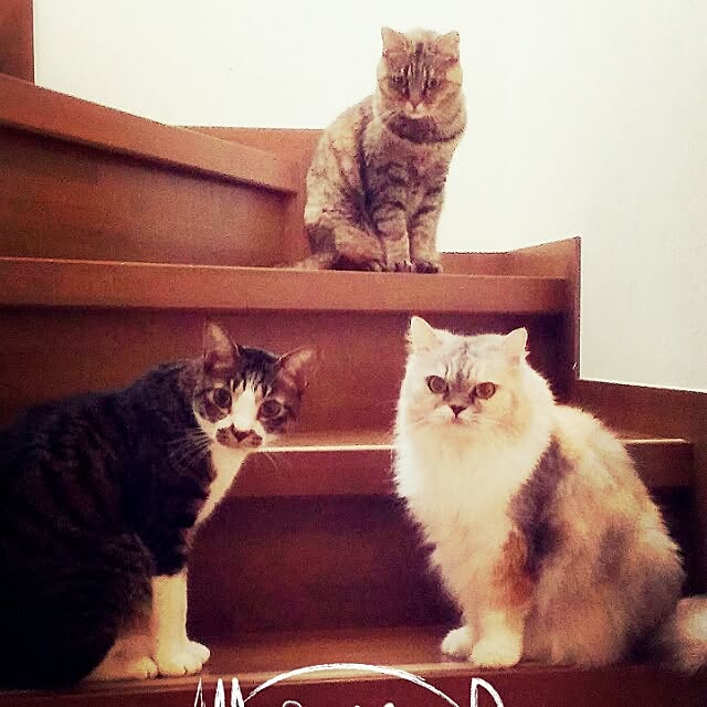 kohanaさんの実例写真