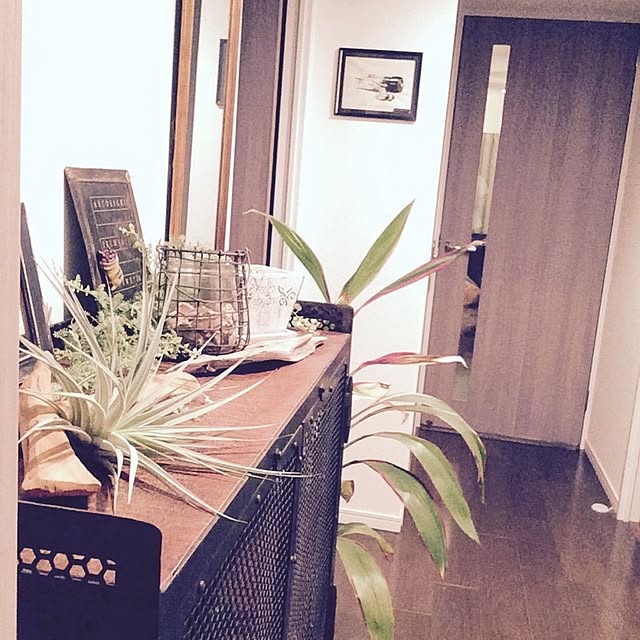 玄関/入り口/エアプランツ/観葉植物/アンティークのインテリア実例 - 2015-09-03 19:23:26