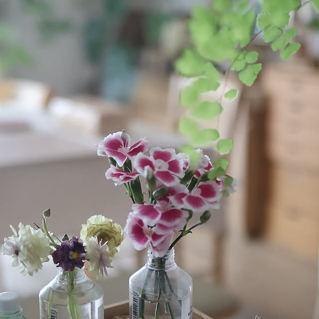 Summerさんの部屋