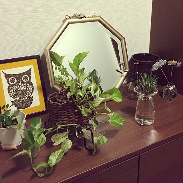 玄関/入り口/多肉植物/観葉植物のインテリア実例 - 2016-11-10 19:04:52
