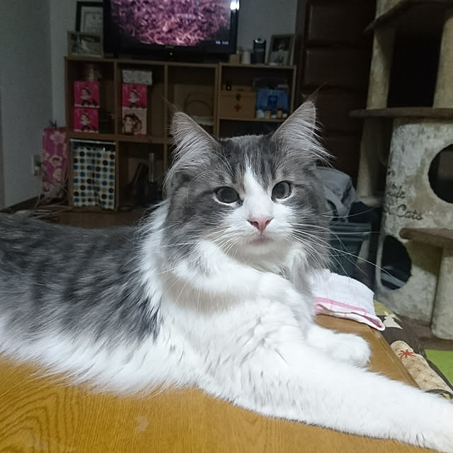 shinobuさんの実例写真