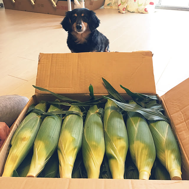 ohanaさんの実例写真