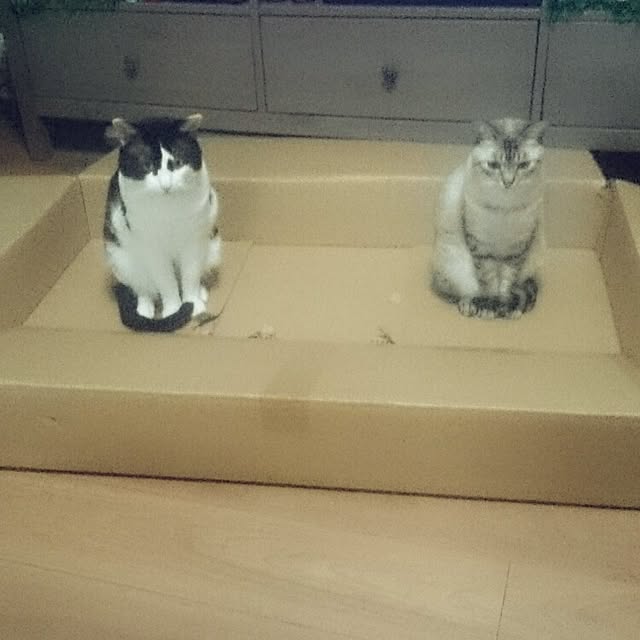 hoshiさんの実例写真