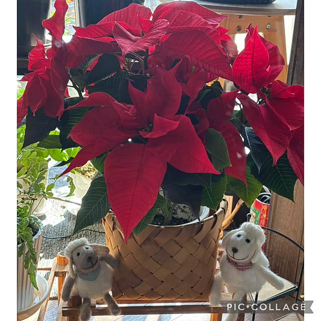 Smilkazuさんの実例写真