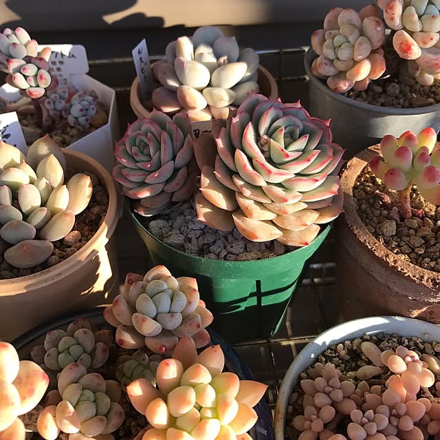 miniさんの実例写真