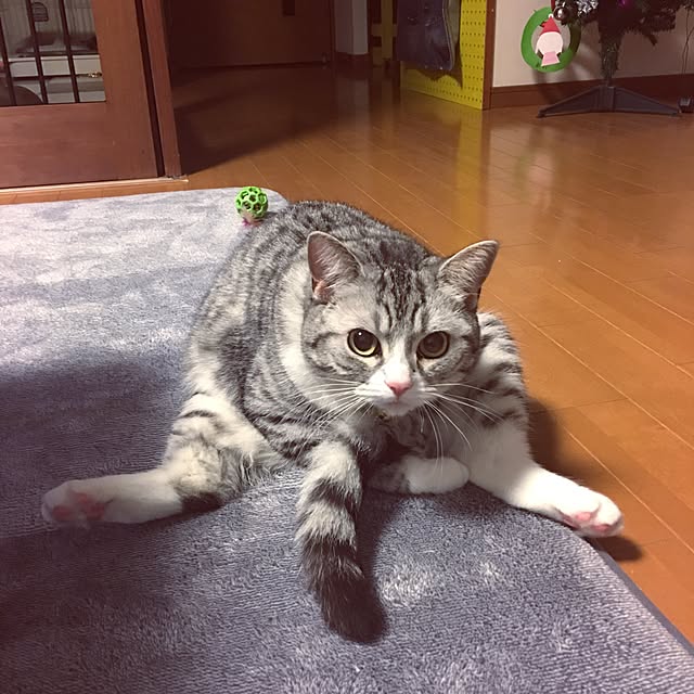 Shojiさんの実例写真