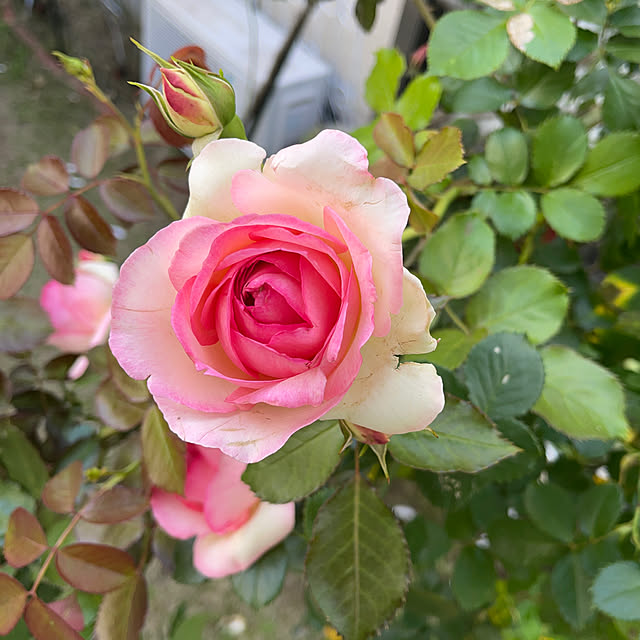 roserose555さんの実例写真