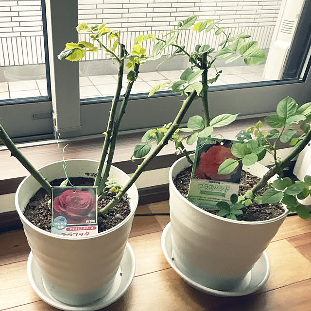 yunyumさんの実例写真