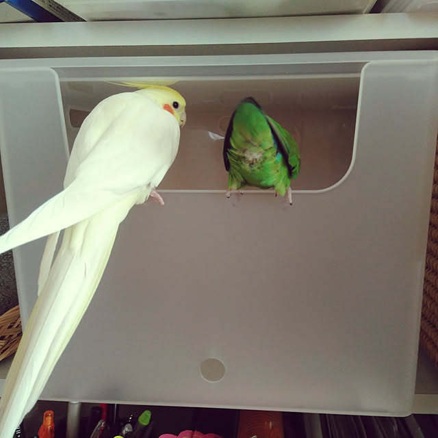 toratanさんの実例写真