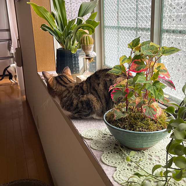 nobikoさんの実例写真