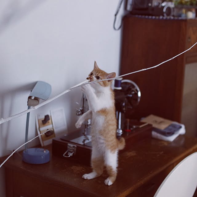 akaneさんの実例写真