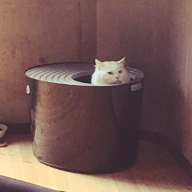 MASUMIさんの実例写真