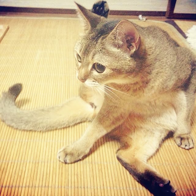 amelieさんの実例写真