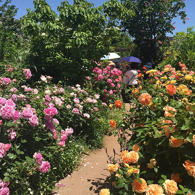 greenroseさんの実例写真
