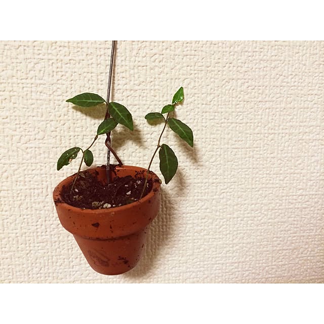 murmurさんの実例写真