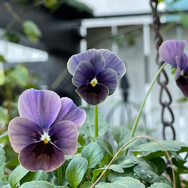 shiropenguinさんの部屋