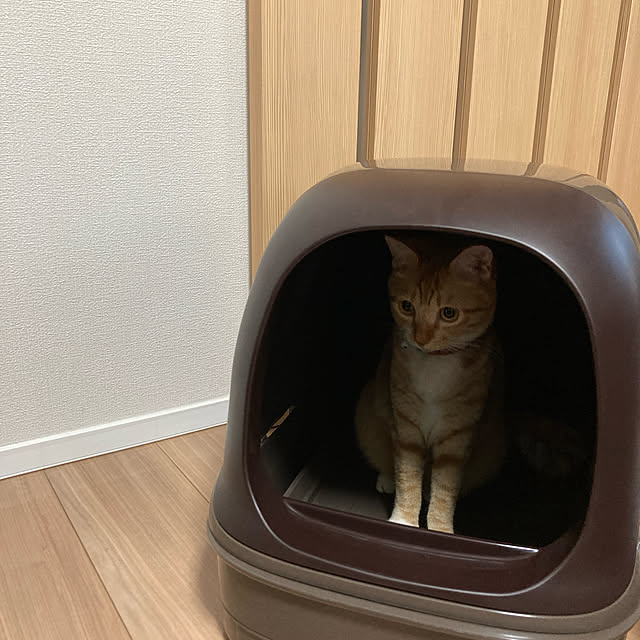 abebiさんの実例写真