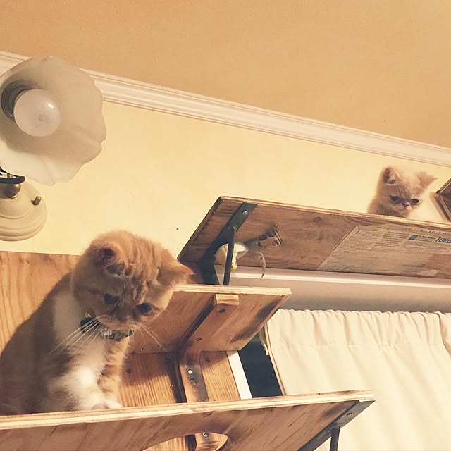 anmituさんの実例写真