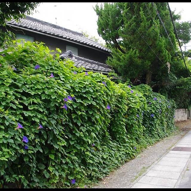 morikirinさんの実例写真