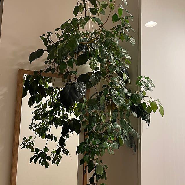 halさんの実例写真