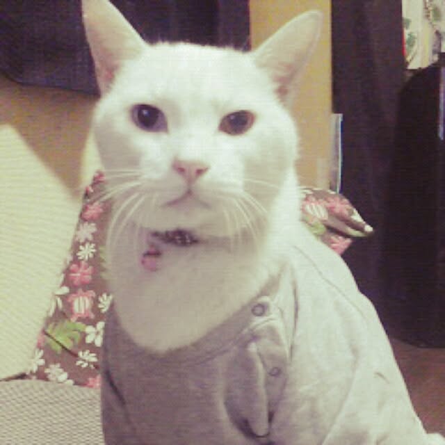 kamechanさんの実例写真