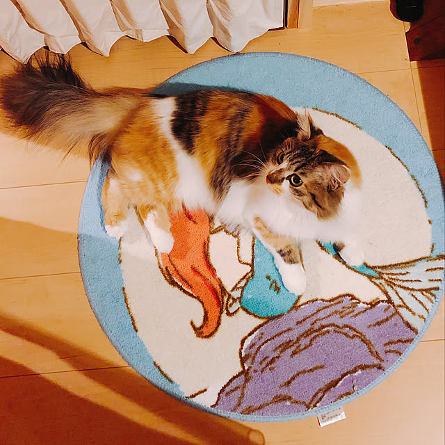 バス/トイレ/バスマット/いいねありがとうございます❤️/ルルン♪の場所/おうちねこ...などのインテリア実例 - 2018-11-25 22:34:36