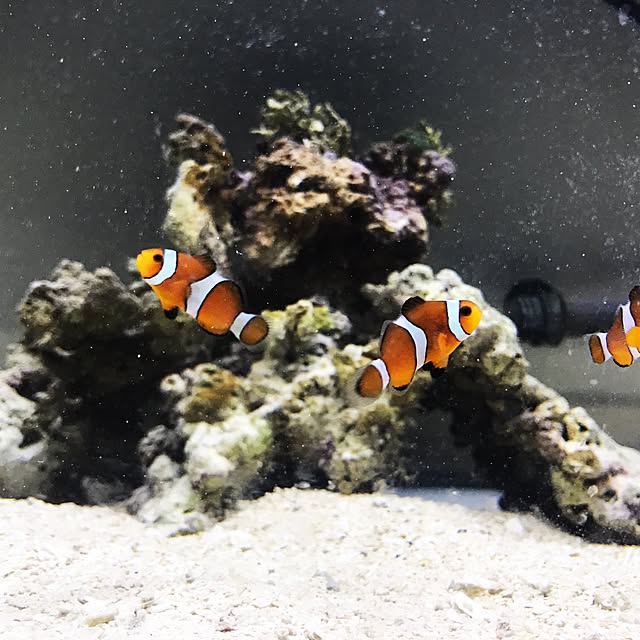 aquaさんの実例写真