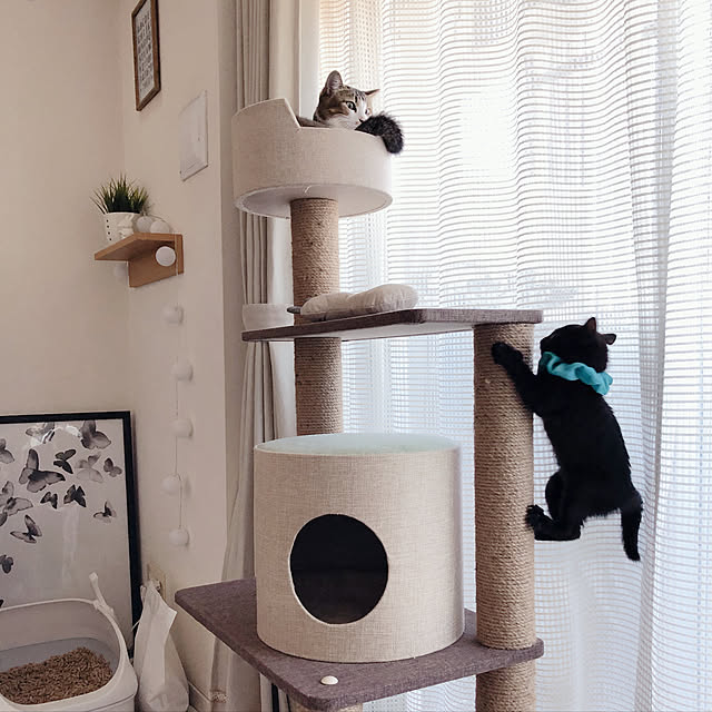 nekomiさんの実例写真