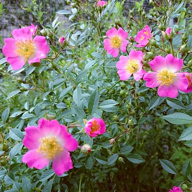yukikoさんの実例写真