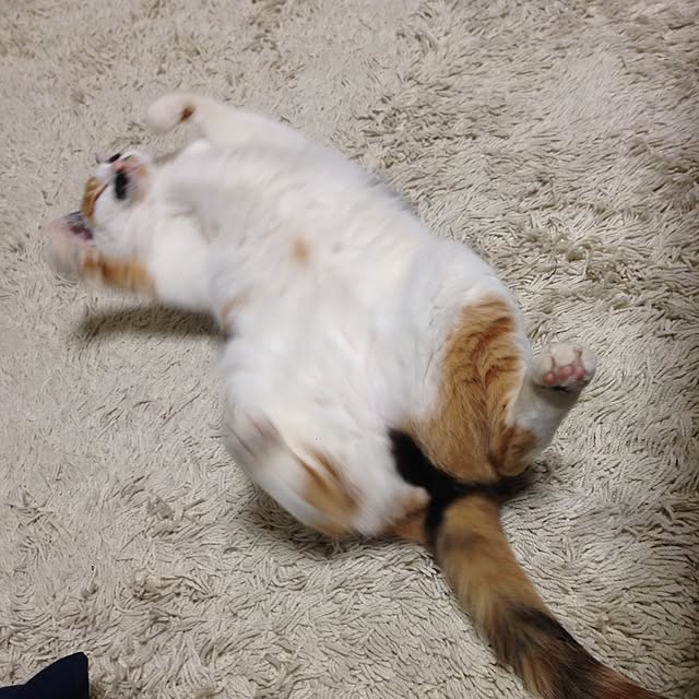 Kinanさんの実例写真