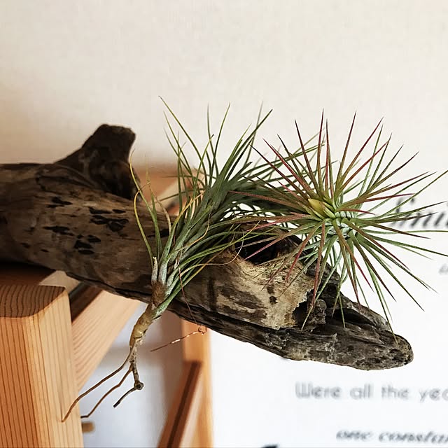 youの新考社-エアープランツに理想的な霧吹きを。探し求めたどり着いたのがコレ！繊細な霧！職人仕上げ。高性能ステンレス霧吹き器【葉水 国産 ミストが細かい（繊細）おしゃれ】の家具・インテリア写真