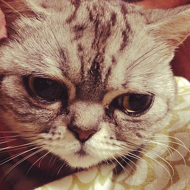 fuku48さんの実例写真