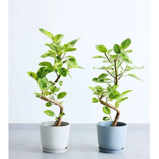 Kanademonoさんの実例写真