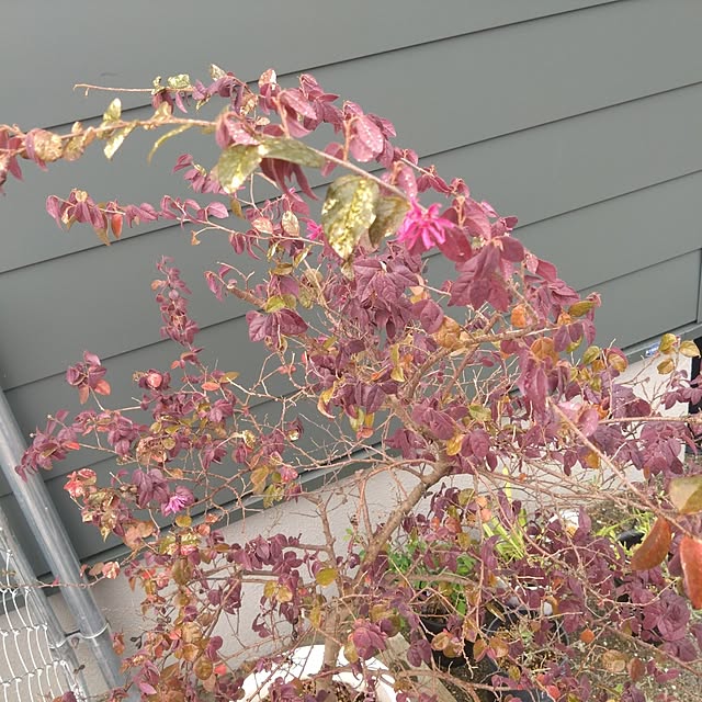 garden.numaさんの部屋